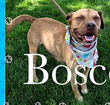 Photo of Boscoe