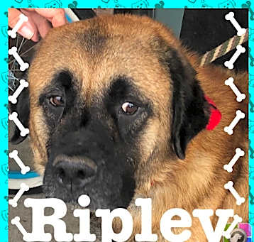 Photo of Ripley