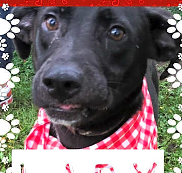 Photo of Lady