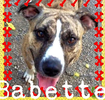 Photo of Babette