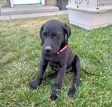 Photo of Stella