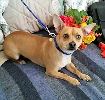 Photo of Buddy