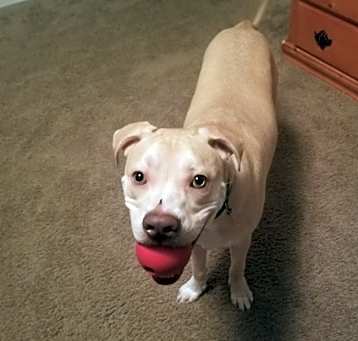 Photo of Loki