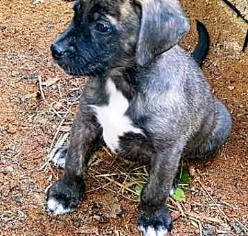 Photo of Tank
