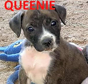 Photo of Queenie