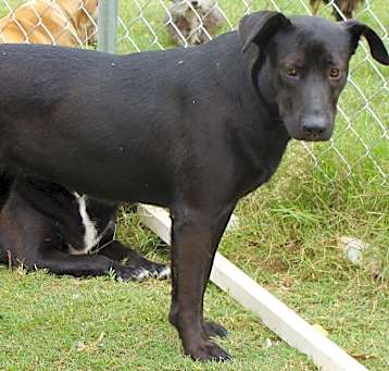 Photo of Willow