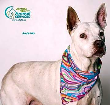 Photo of Video! Therapy dog Aspen