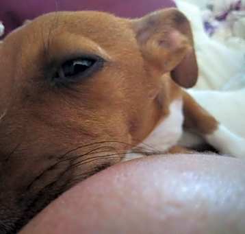 Photo of Poncho