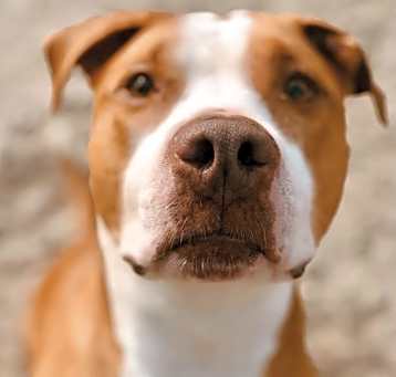 Photo of Lola