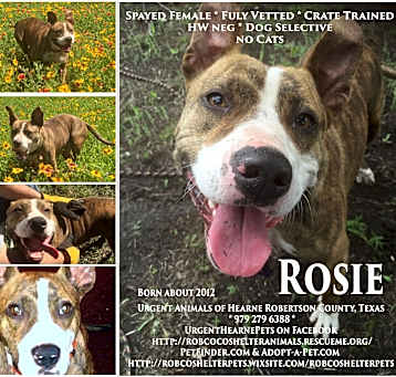 Photo of Rosie