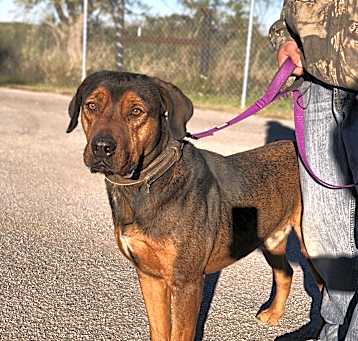 Photo of Beau