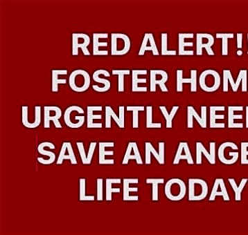 Photo of FOSTER HOMES NEEDED