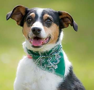 Photo of Tango