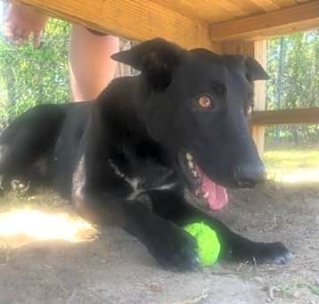 Photo of Ace