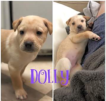 Photo of DOLLY, LUCY