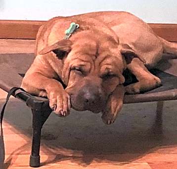 Photo of MOOSE