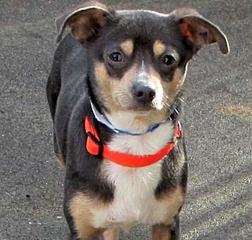 Photo of Dante