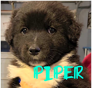 Photo of PIPER, PRUE