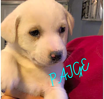 Photo of RACHEL, PAIGE