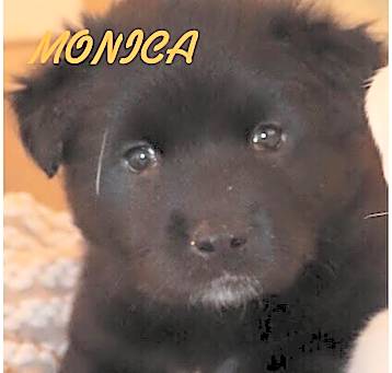 Photo of MONICA, ROSS