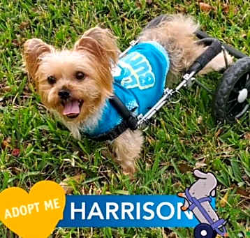 Photo of Harrison The Paralyzed Yorkie