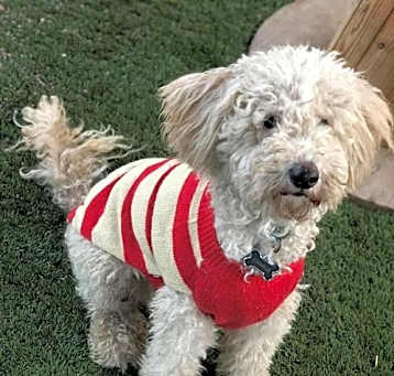 Photo of Pierre