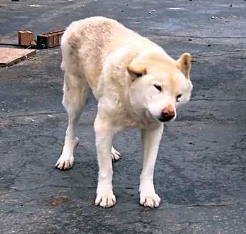 Photo of Pokey