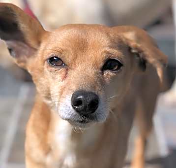 Photo of Raffi