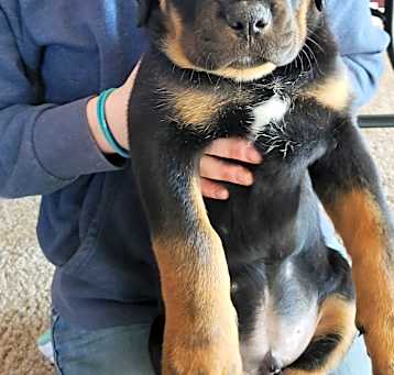 Photo of Hector