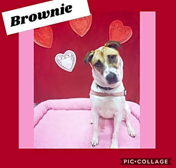 Photo of Brownie