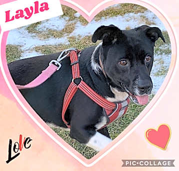 Photo of Layla