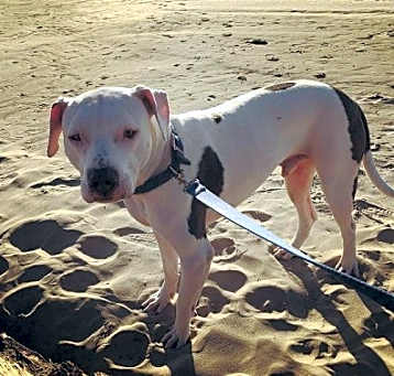 Photo of Jax aka Jackson
