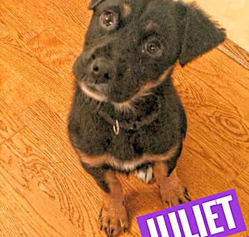 Photo of Juliet