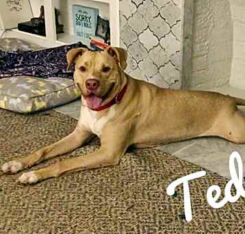 Photo of Teddy