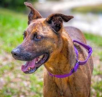 Photo of Nala