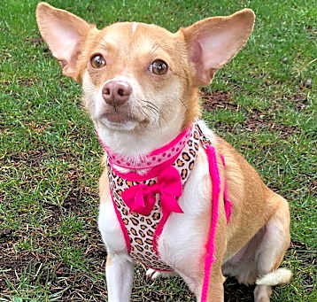 Photo of Daisy