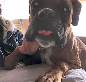 Photo of Foster Volunteers Needed