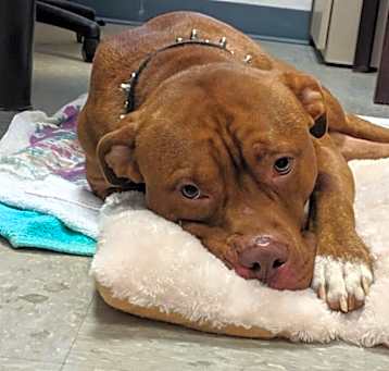 Photo of CHEROKEE
