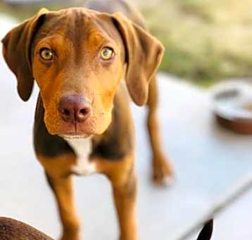 Photo of Dobbie