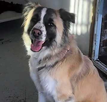 Photo of Cali
