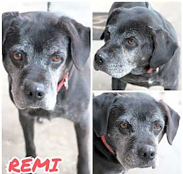 Photo of Remi