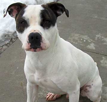 Photo of Snoopy