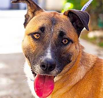 Photo of SHELBY