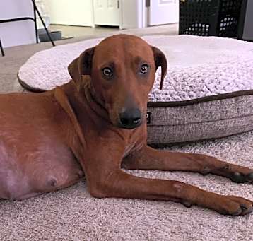 Photo of Mango
