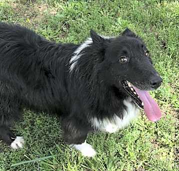 Photo of Lassie