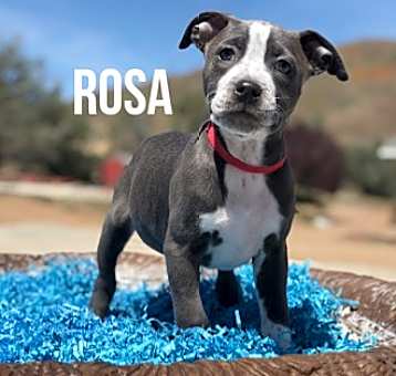 Photo of Rosa