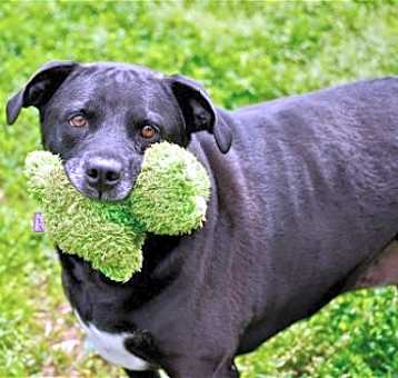 Photo of Tippy