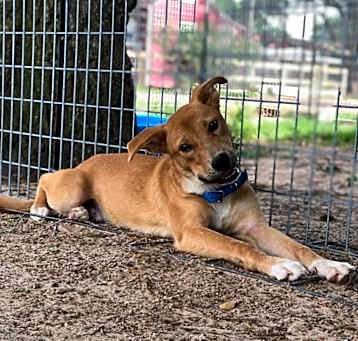 Photo of Goldie