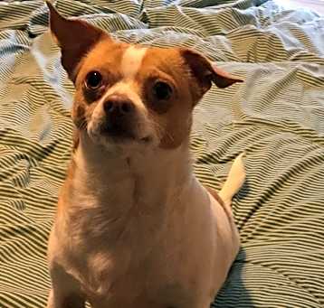 Photo of pudgie