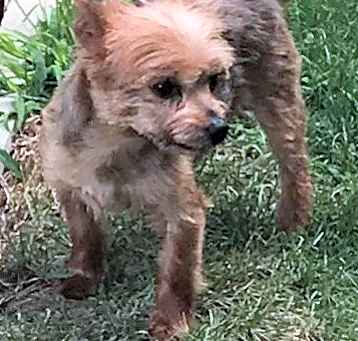 Photo of Rusty